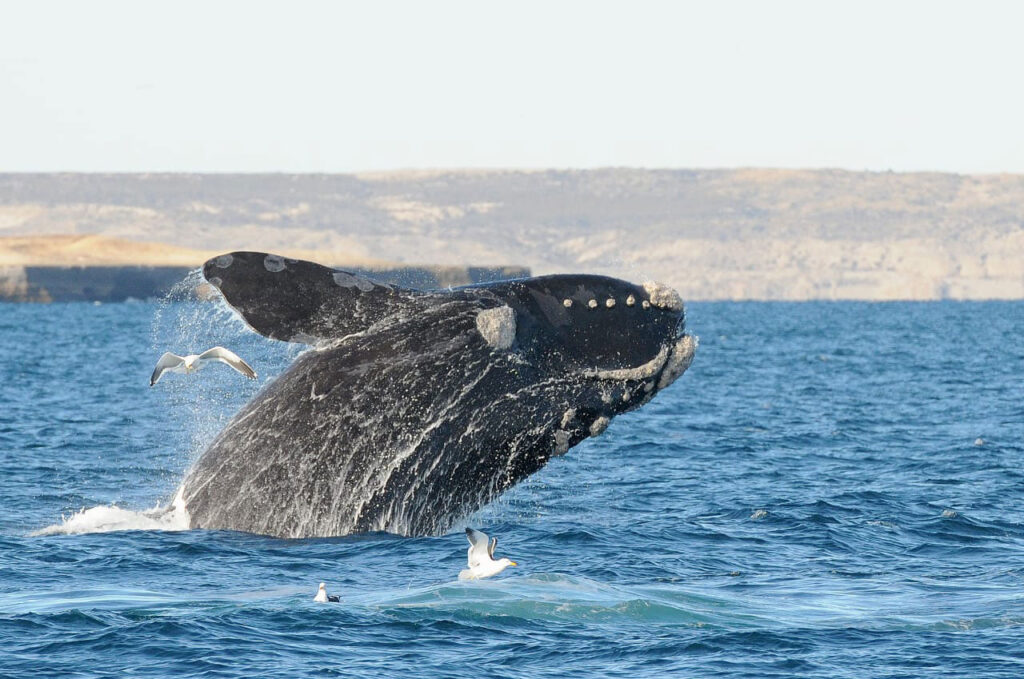 Ballena Puerto Piramide